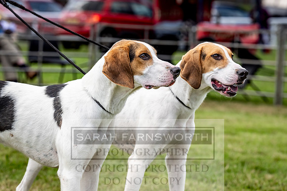 Builth Hound Show 2023-92