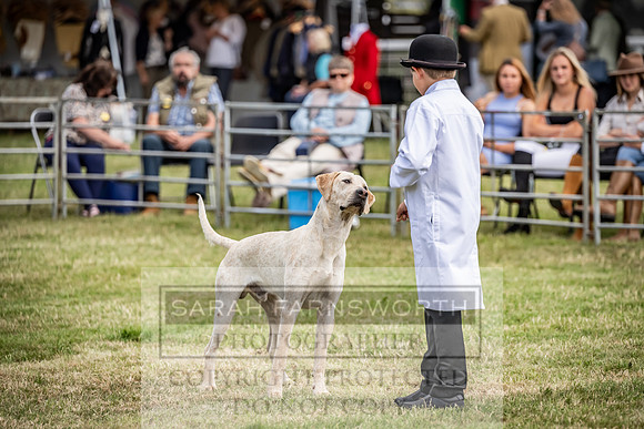 Builth Hound Show 2023-140