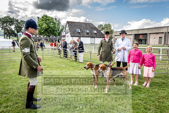 Builth Hound Show 2023-32