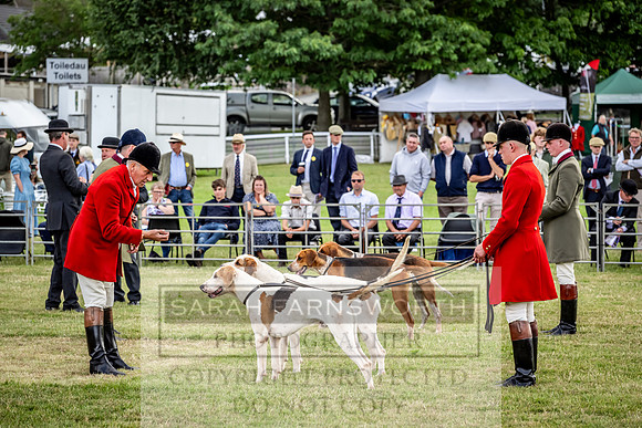 Builth Hound Show 2023-16