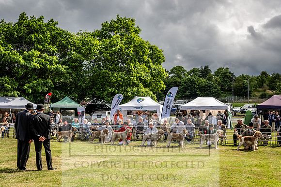 Builth Hound Show 2023-60