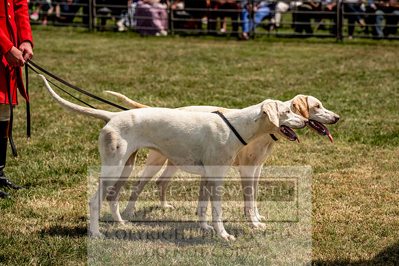 Builth Hound Show 2023-165