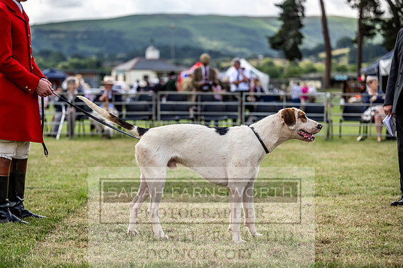 Builth Hound Show 2023-29
