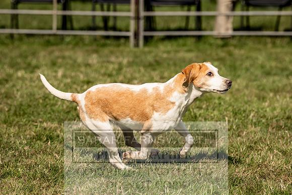 Builth Hound Show 2023-223