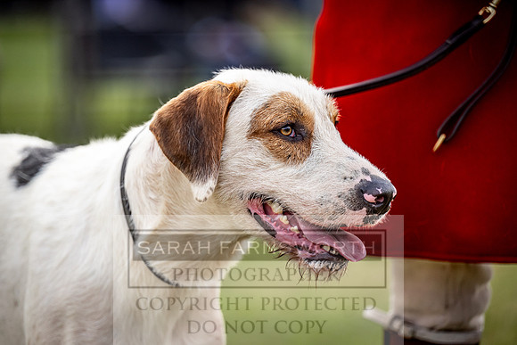 Builth Hound Show 2023-31