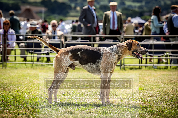 Builth Hound Show 2023-123