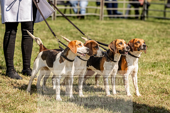 Builth Hound Show 2023-203