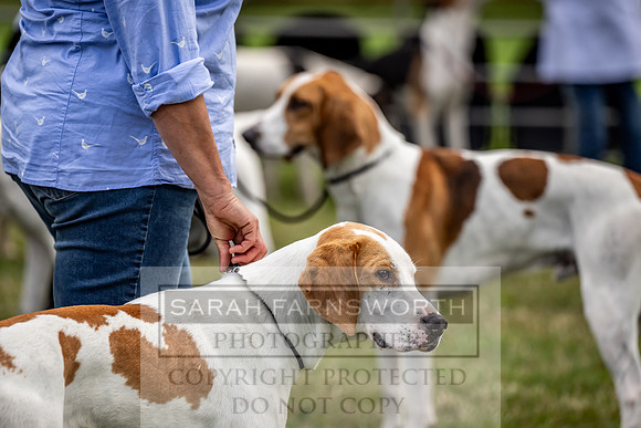 Builth Hound Show 2023-56