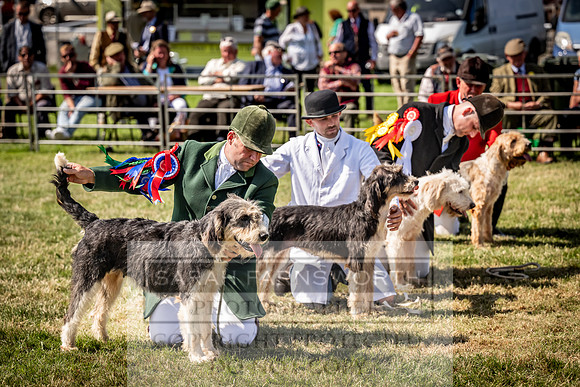 Builth Hound Show 2023-200
