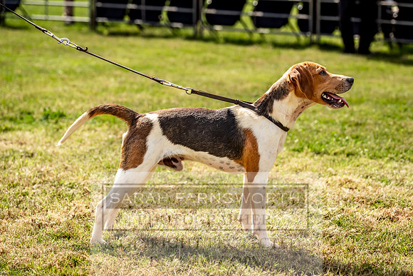 Builth Hound Show 2023-42