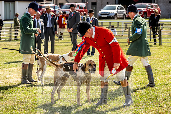 Builth Hound Show 2023-236