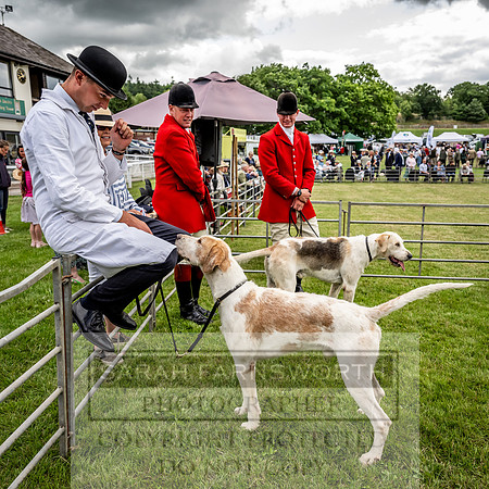 Builth Hound Show 2023-51