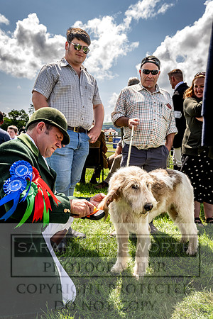 Builth Hound Show 2023-108