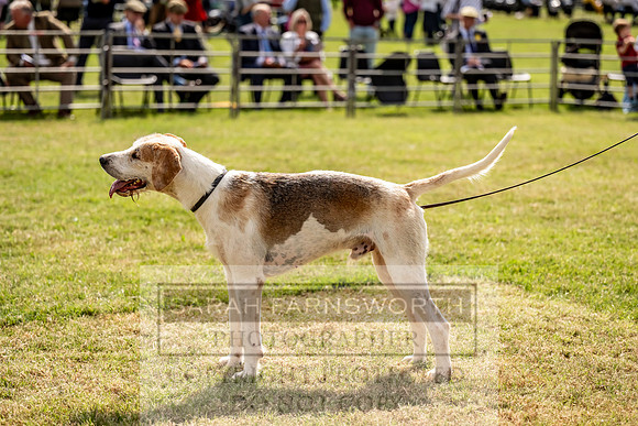 Builth Hound Show 2023-43