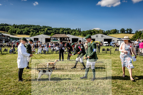 Builth Hound Show 2023-219