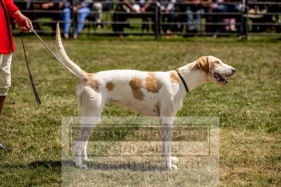 Builth Hound Show 2023-168
