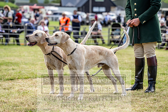 Builth Hound Show 2023-62