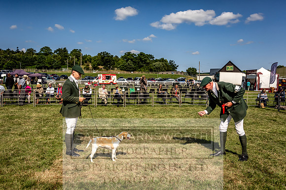 Builth Hound Show 2023-215