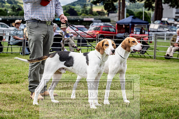Builth Hound Show 2023-91