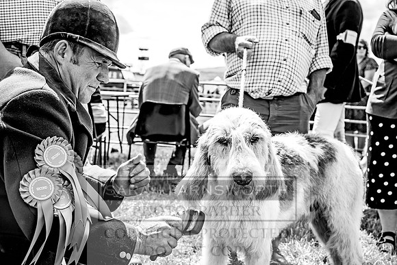 Builth Hound Show 2023-111