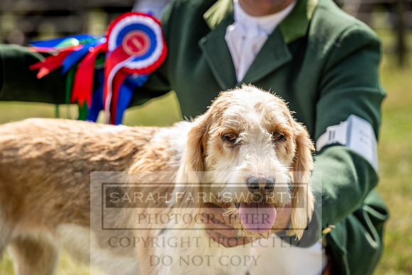 Builth Hound Show 2023-178