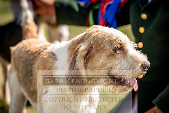 Builth Hound Show 2023-209