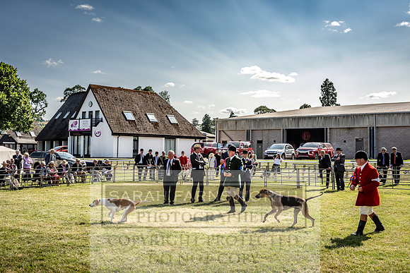 Builth Hound Show 2023-234
