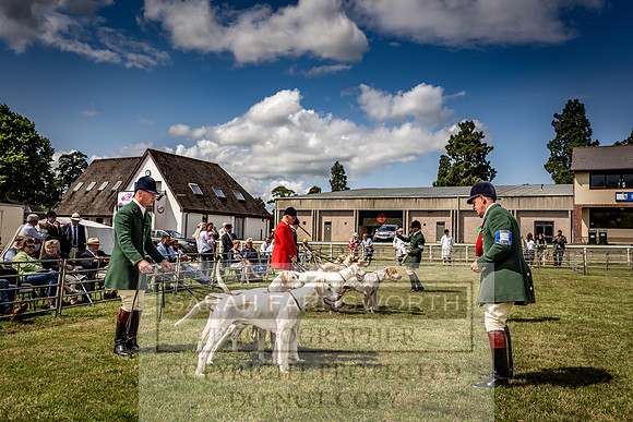 Builth Hound Show 2023-78