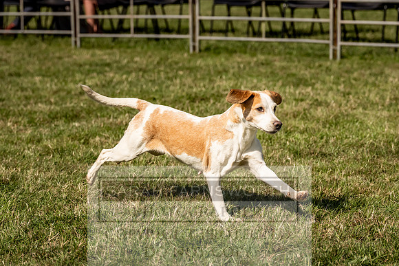 Builth Hound Show 2023-221