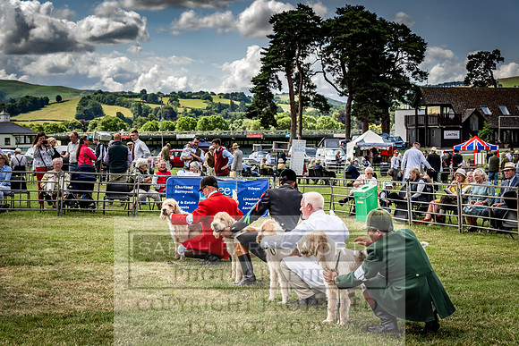 Builth Hound Show 2023-99