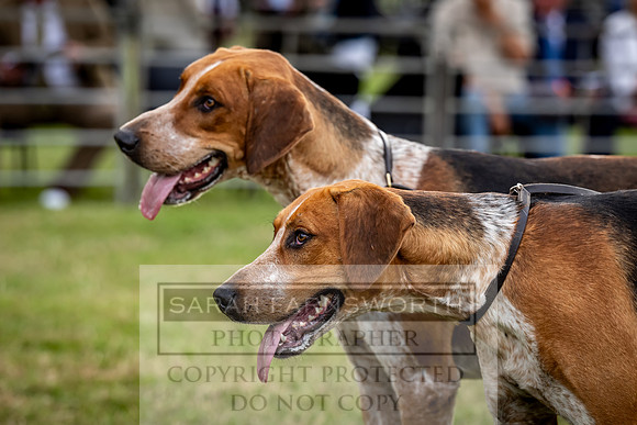 Builth Hound Show 2023-22