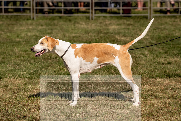 Builth Hound Show 2023-213
