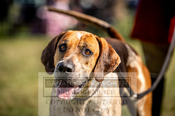 Builth Hound Show 2023-239