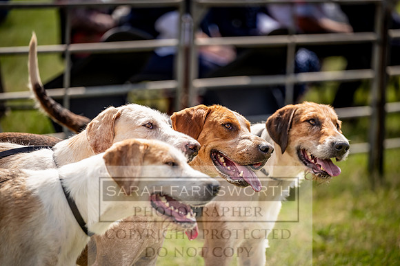 Builth Hound Show 2023-77