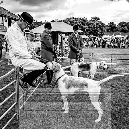 Builth Hound Show 2023-50