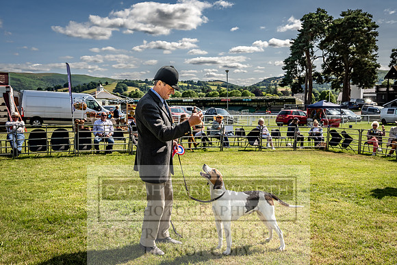 Builth Hound Show 2023-198
