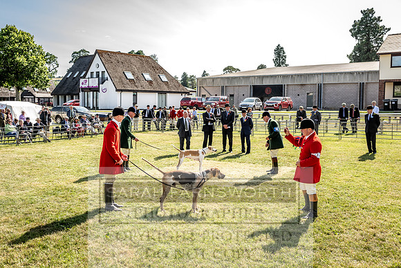 Builth Hound Show 2023-230