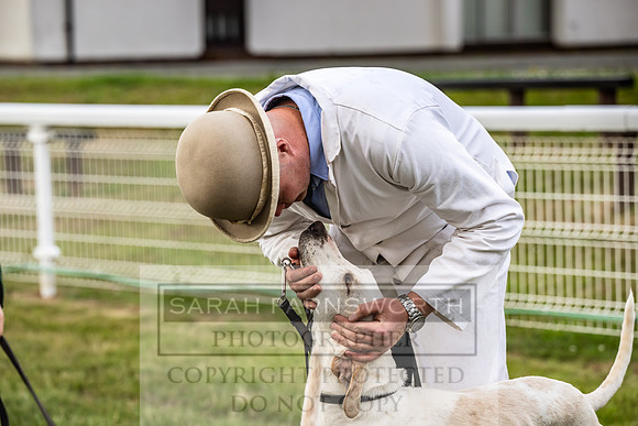 Builth Hound Show 2023-23