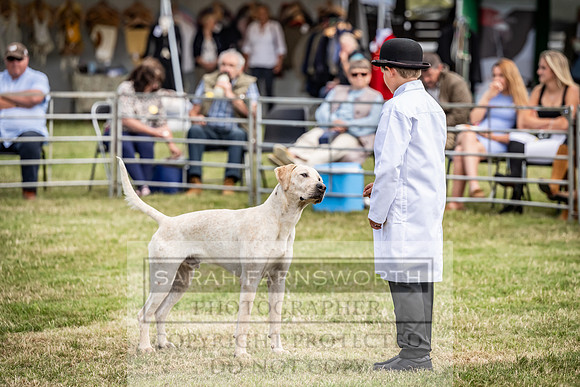 Builth Hound Show 2023-141