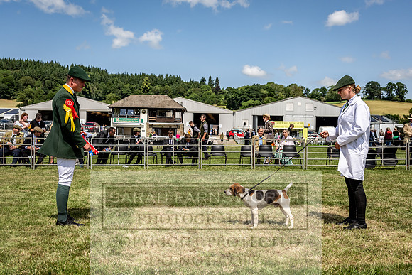 Builth Hound Show 2023-146
