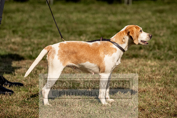 Builth Hound Show 2023-214
