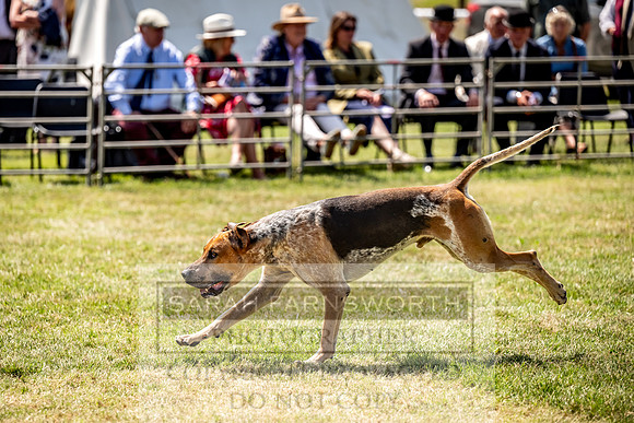 Builth Hound Show 2023-121