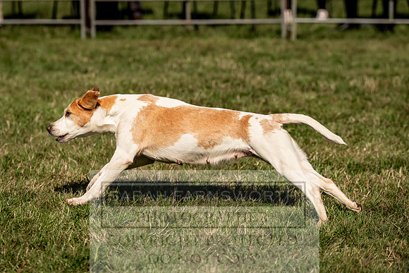 Builth Hound Show 2023-222