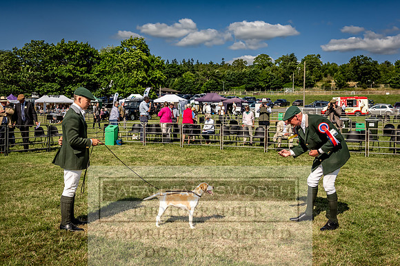 Builth Hound Show 2023-217