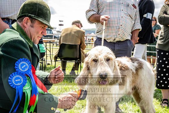 Builth Hound Show 2023-112