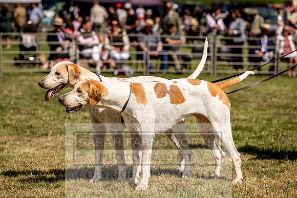 Builth Hound Show 2023-188