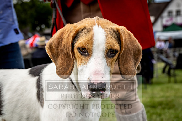 Builth Hound Show 2023-94