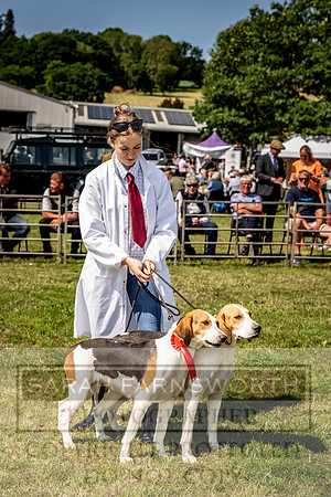 Builth Hound Show 2023-186