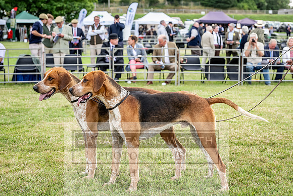 Builth Hound Show 2023-19