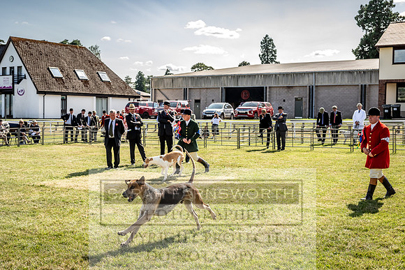 Builth Hound Show 2023-232